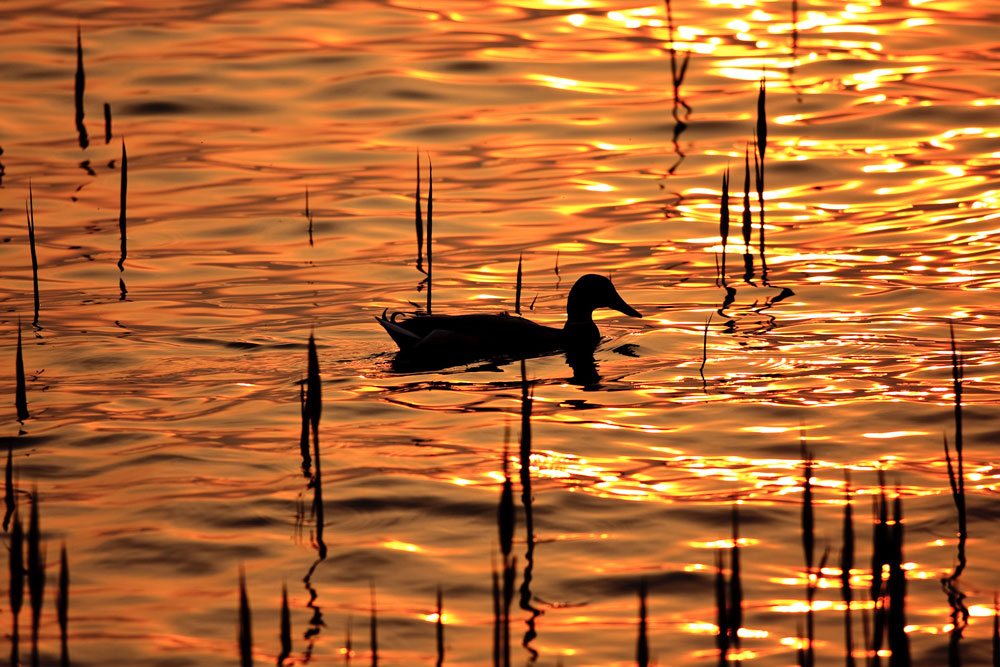 Il tramonto vissuto dalla natura #2