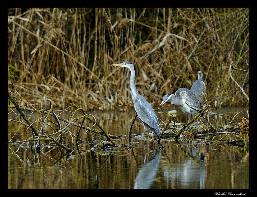 ..il trio cenerino!..