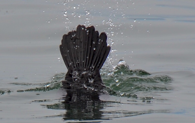 Il tuffo del cormorano 