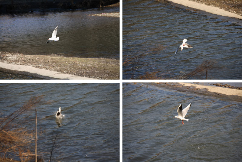 Il tuffo del Gabbiano