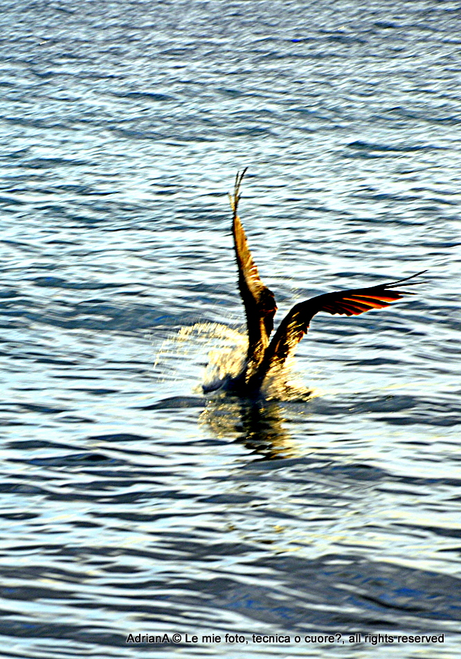 Il tuffo del pellicano