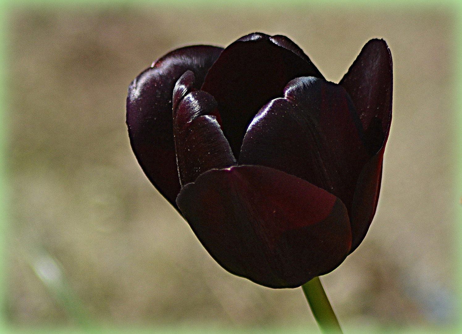 Il tulipano "nero"
