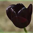 Il tulipano "nero"