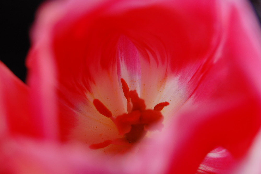 il tulipano rosa