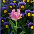 Il tulipano tra le violette - Ammirazione...?