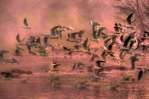 Il tuo cuore è  un gabbiano......