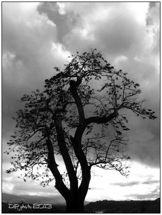 il vecchio albero