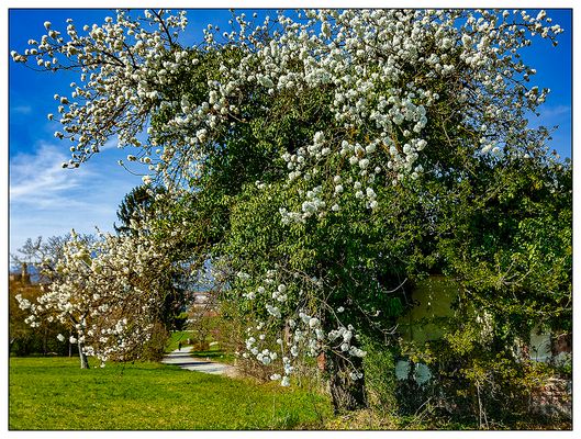 IL VECCHIO CILIEGIO FIORISCE ANCORA