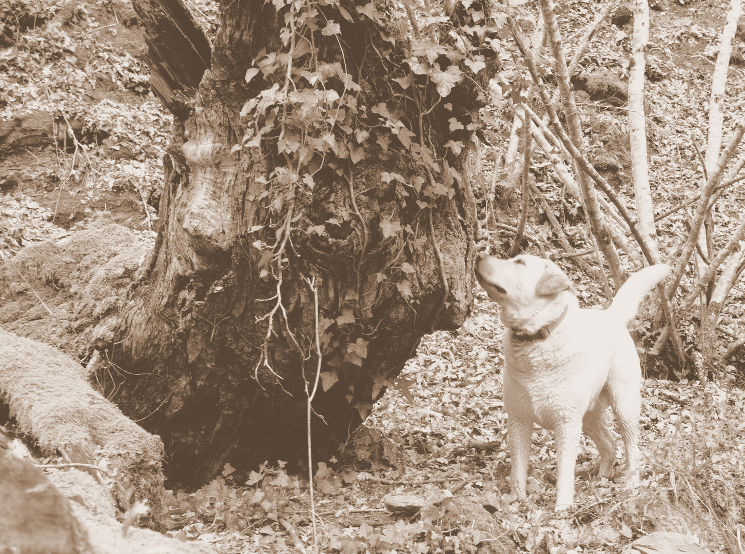 Il vecchio e il cane