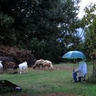 Il vecchio pastore - The old shepherd