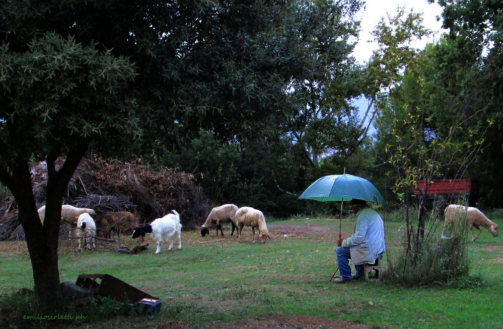 Il vecchio pastore - The old shepherd