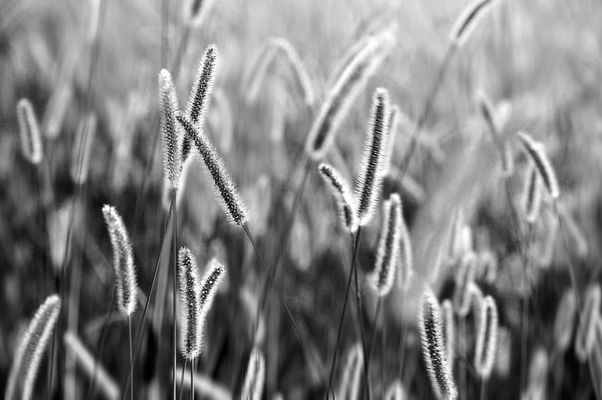 il vento corre....tra le chiome flessibili....dei sogni