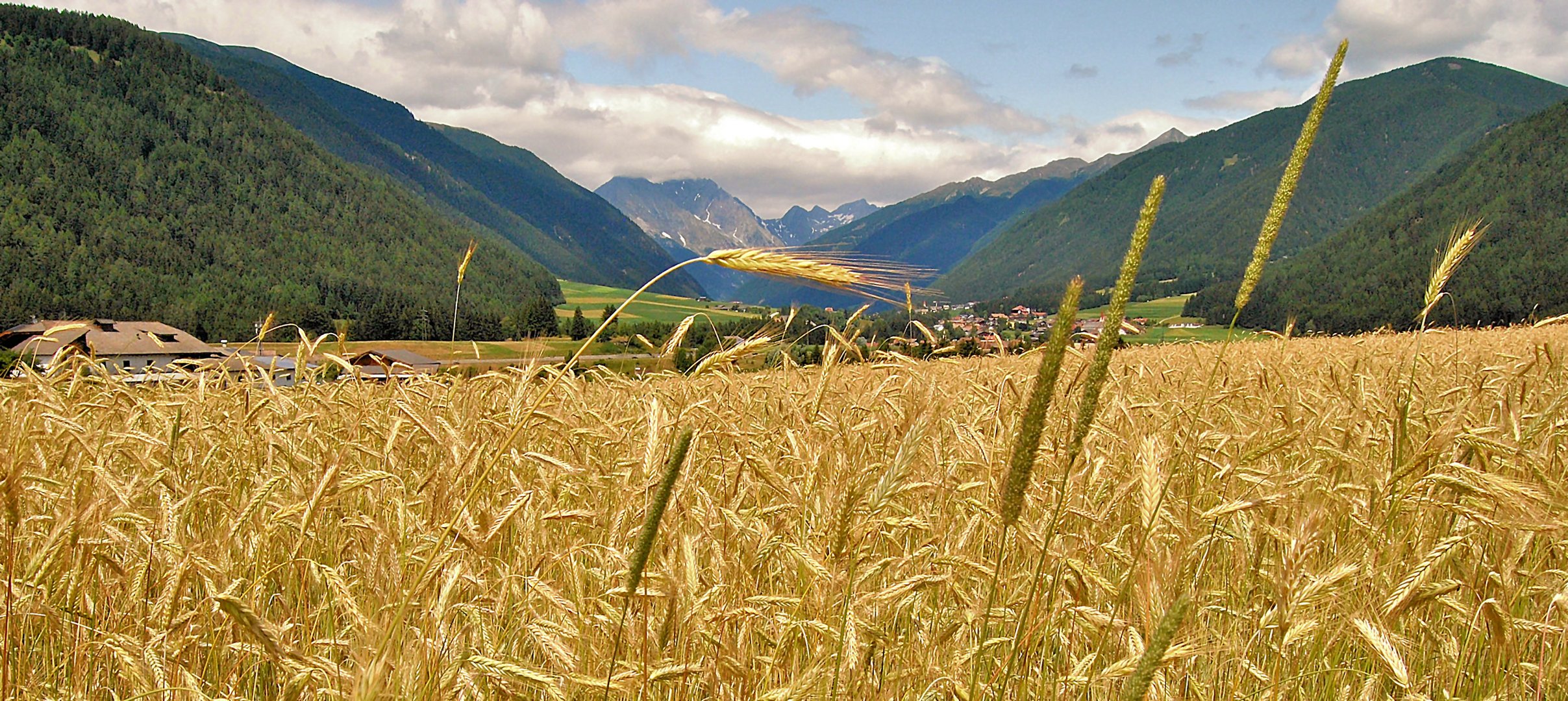 Il vento sulla spiga