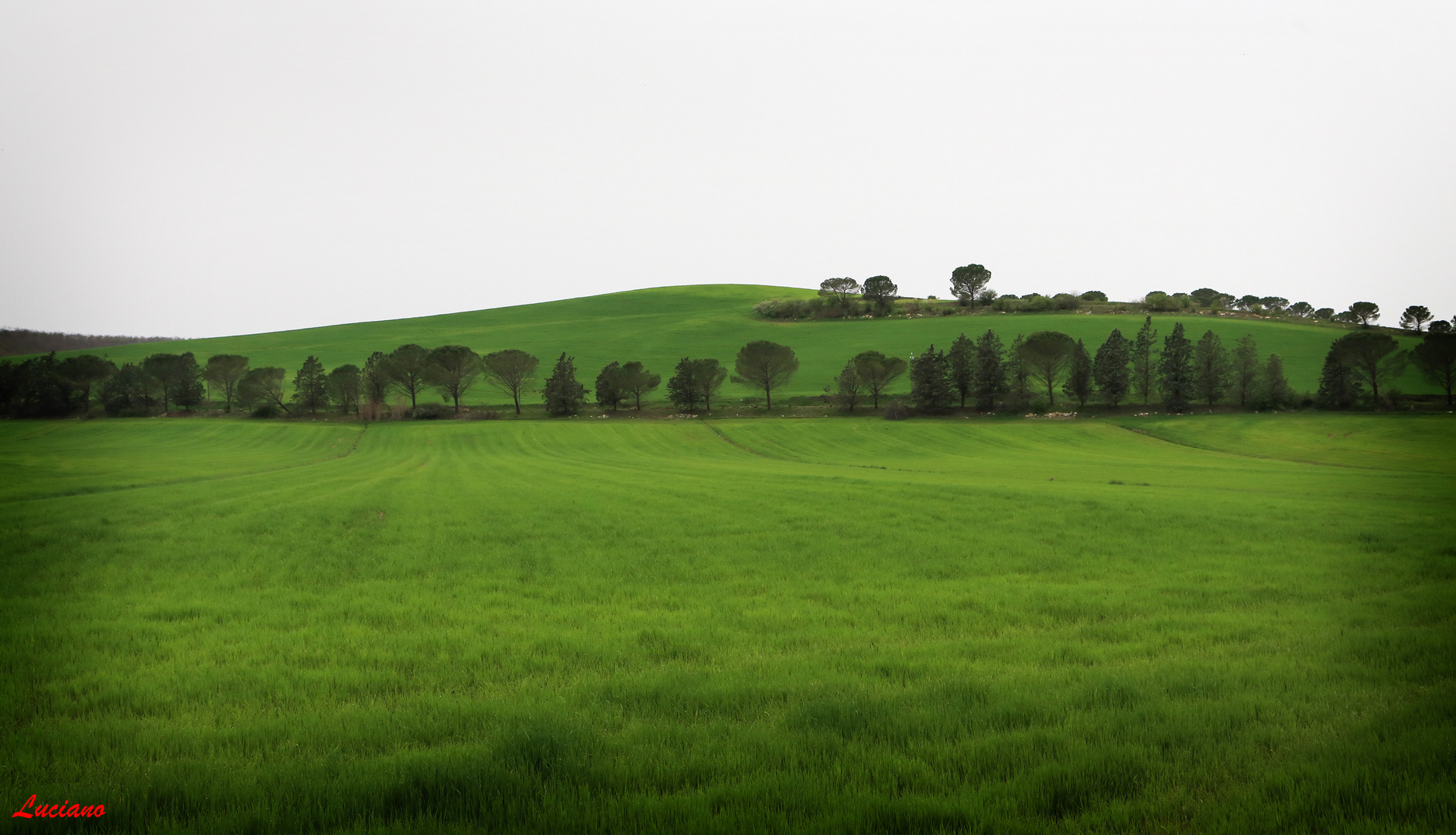 il verde