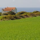 Il verde della Sardegna