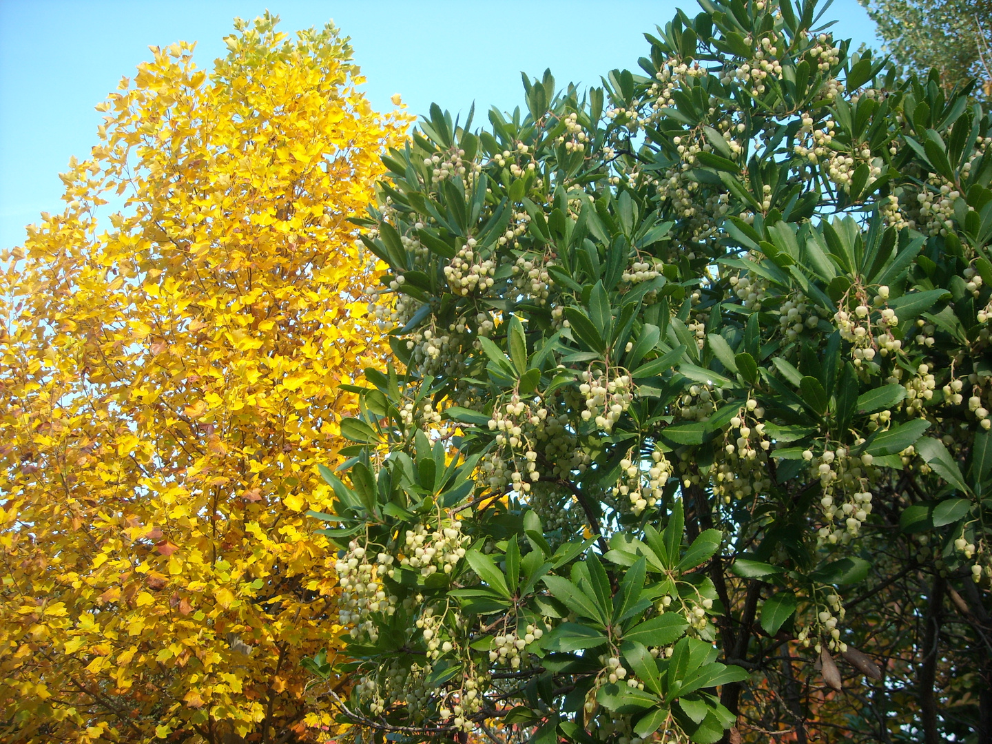 Il verde e il giallo