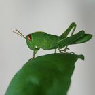 Il verde. Il suo colore naturale, il colore della natura