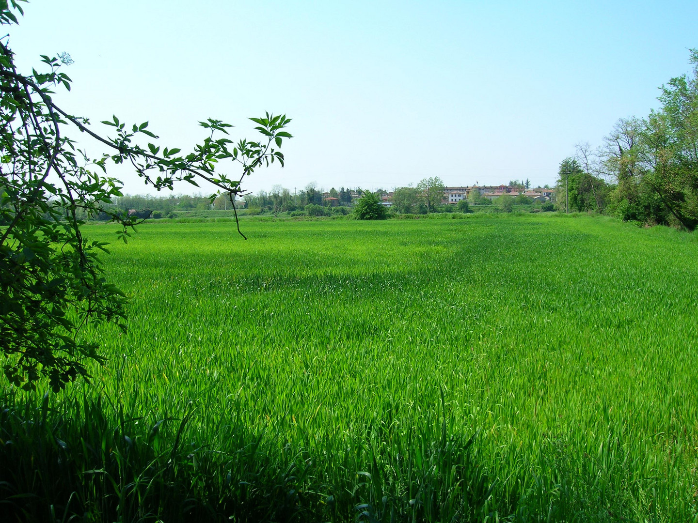 Il verde mare di Lombardia.