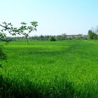 Il verde mare di Lombardia.