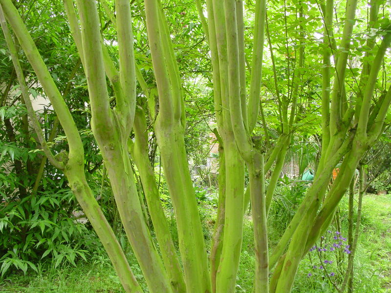 Il verde nel verde