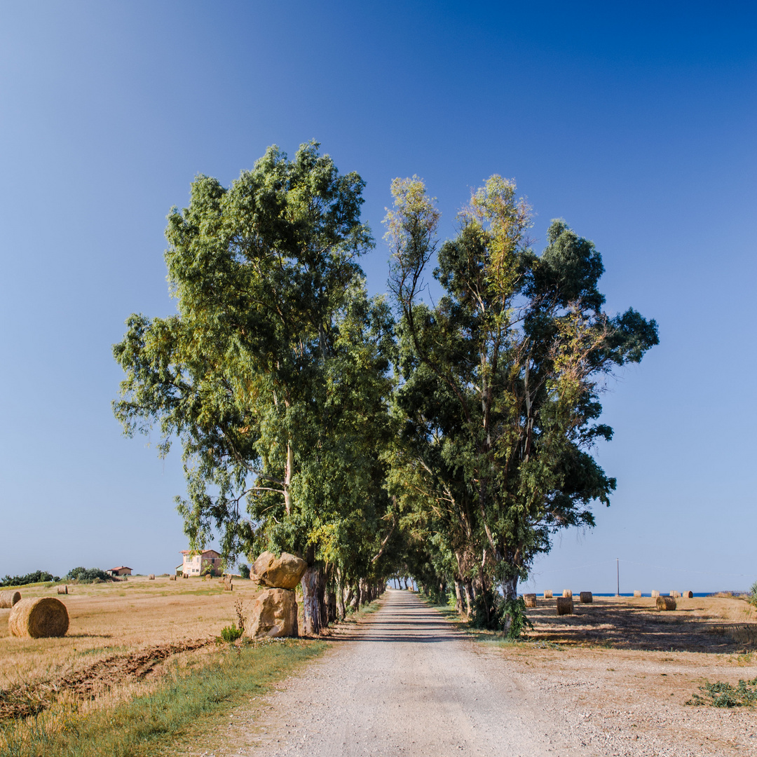 Il viale