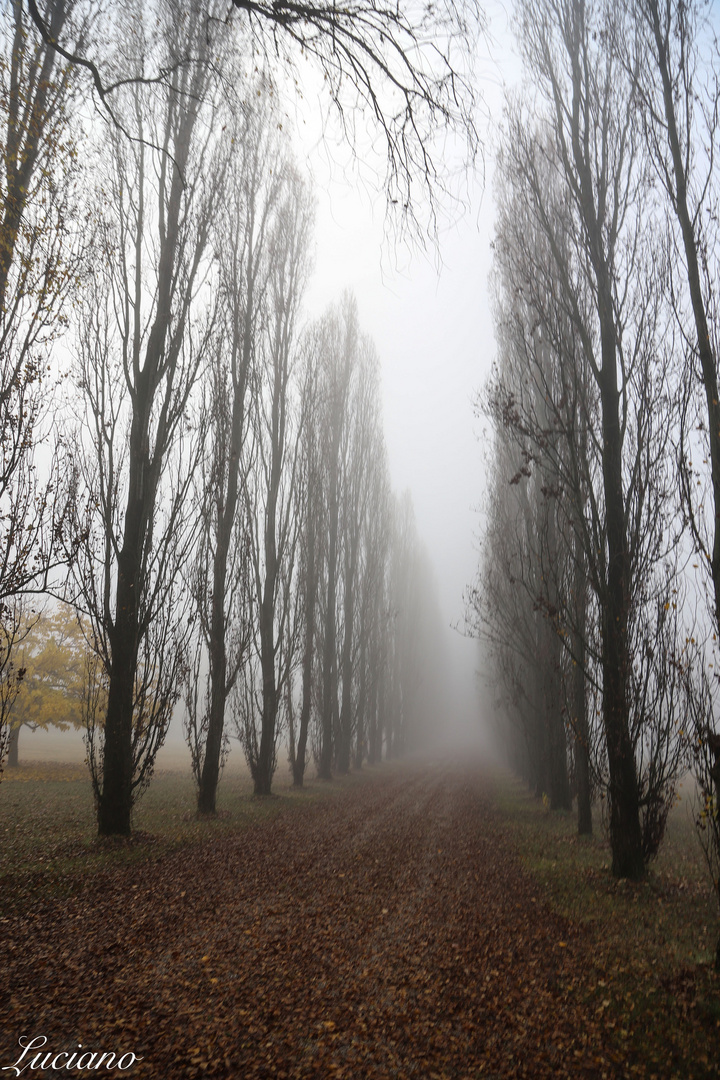 il viale