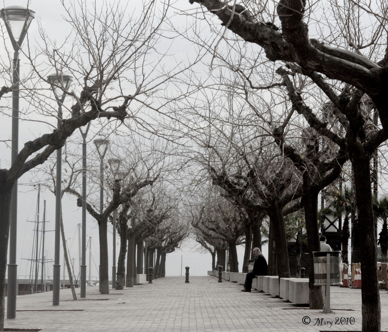 ...Il viale alberato