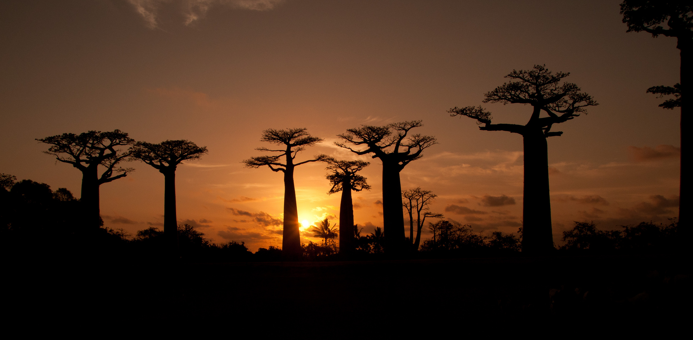 Il viale dei Baobab - Morondava - Madagascar