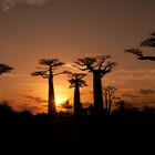 Il viale dei Baobab - Morondava - Madagascar