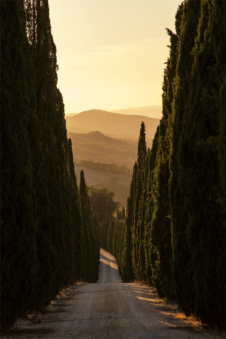 Il viale dei cipressi