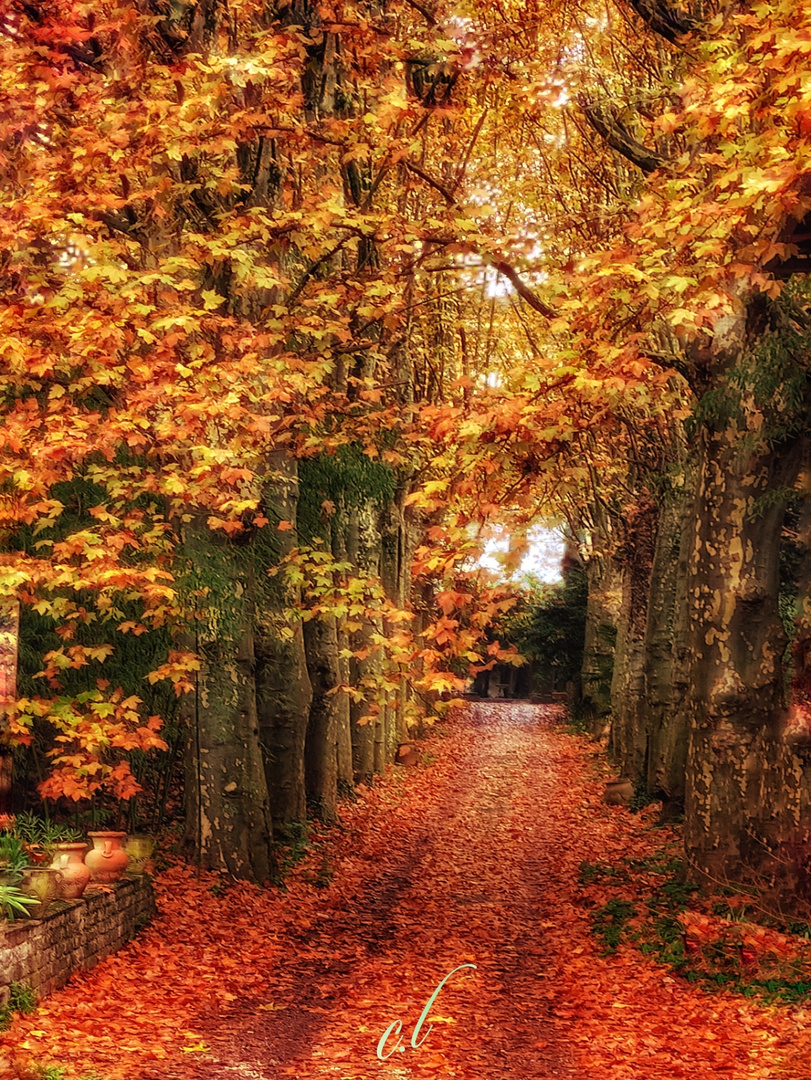 Il viale in autunno