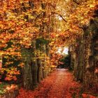Il viale in autunno