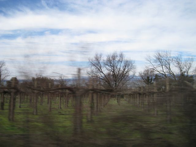 il vino bianco di bardolino