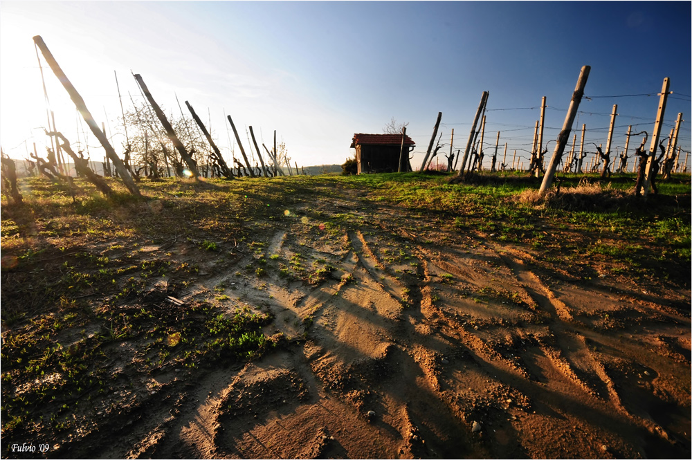 Il vino che verrà