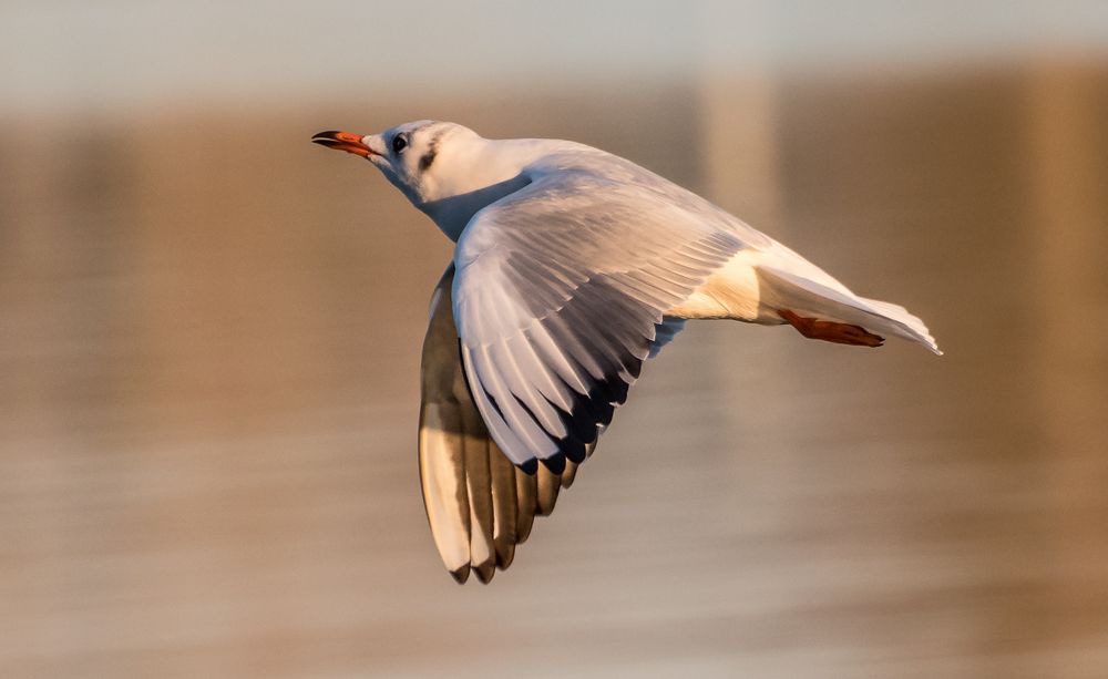 Il volo Foto Immagini animali, uccelli allo stato libero, animali allo stato libero Foto su Il volo Foto Immagini animali, uccelli allo stato libero, animali allo stato libero Foto su