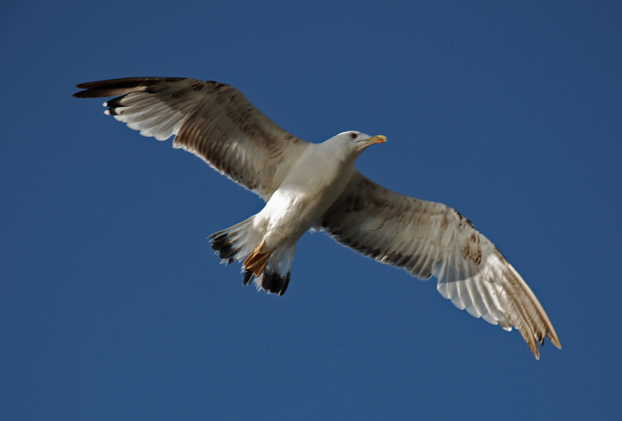 Il volo Foto Immagini animali, uccelli allo stato libero, animali allo stato libero Foto su Il volo Foto Immagini animali, uccelli allo stato libero, animali allo stato libero Foto su