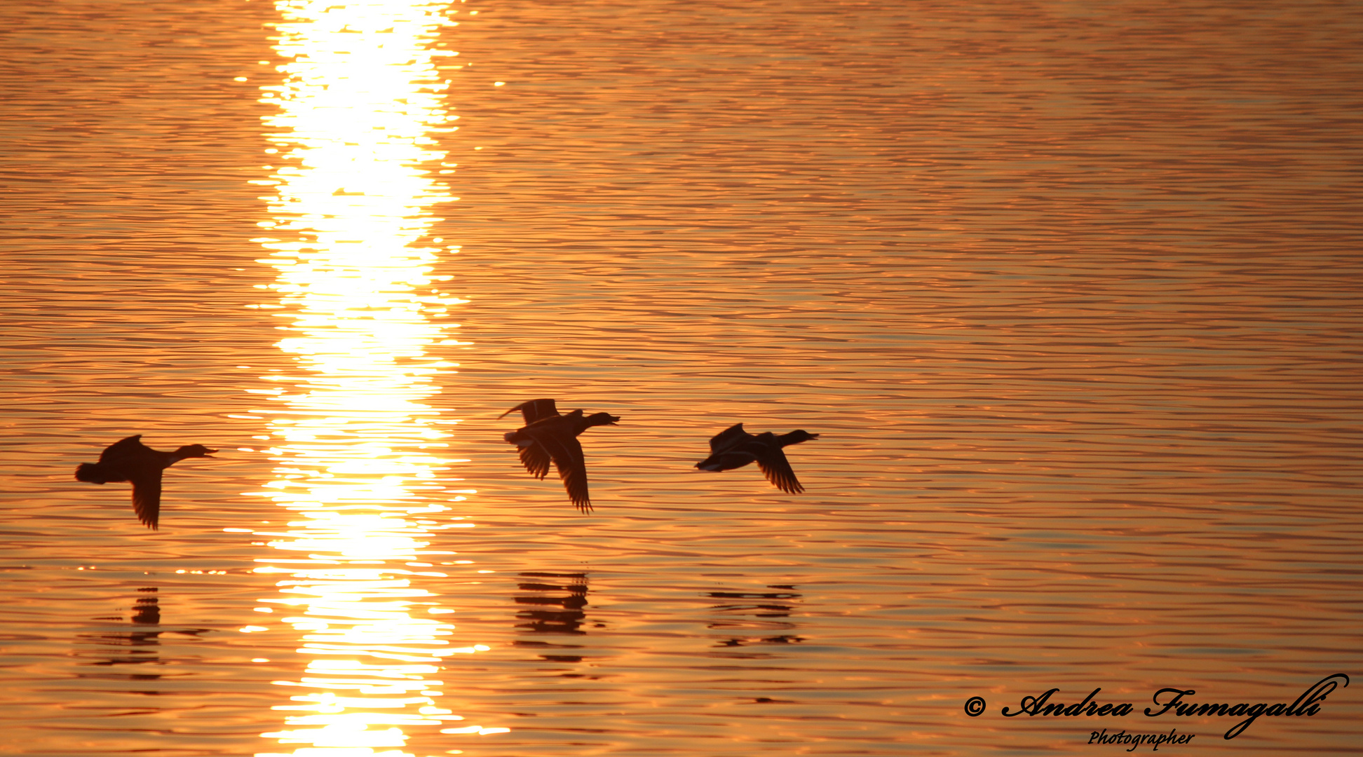 IL VOLO AL TRAMONTO