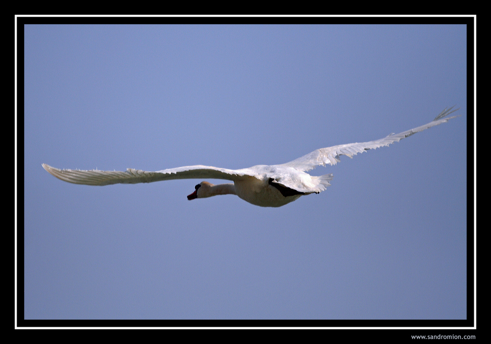 ... il volo del cigno ...