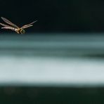 Il volo della libellula