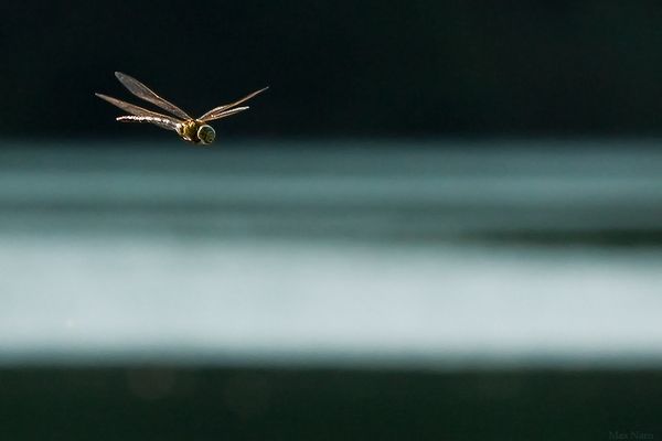 Il volo della libellula