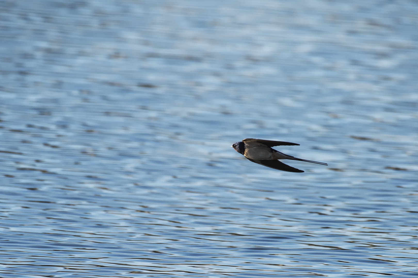 Il Volo Della Rondine Foto Immagini Animali Natura Foto Su Fotocommunity
