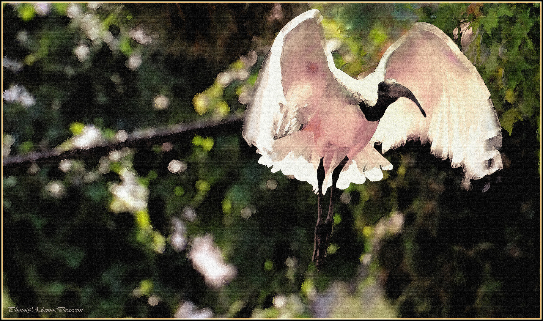 Il volo dell'Ibis Sacro