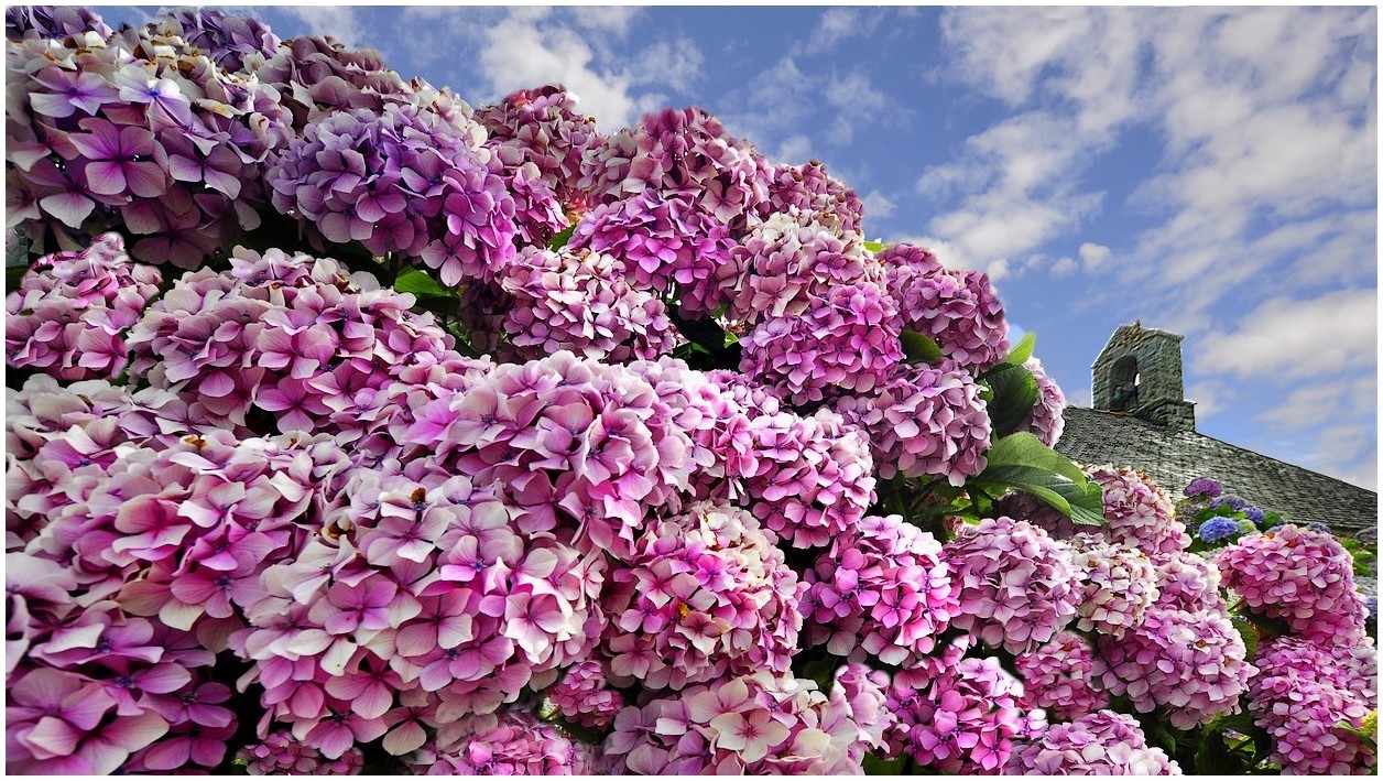 il y a aussi des hortensias!!