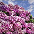 il y a aussi des hortensias!!