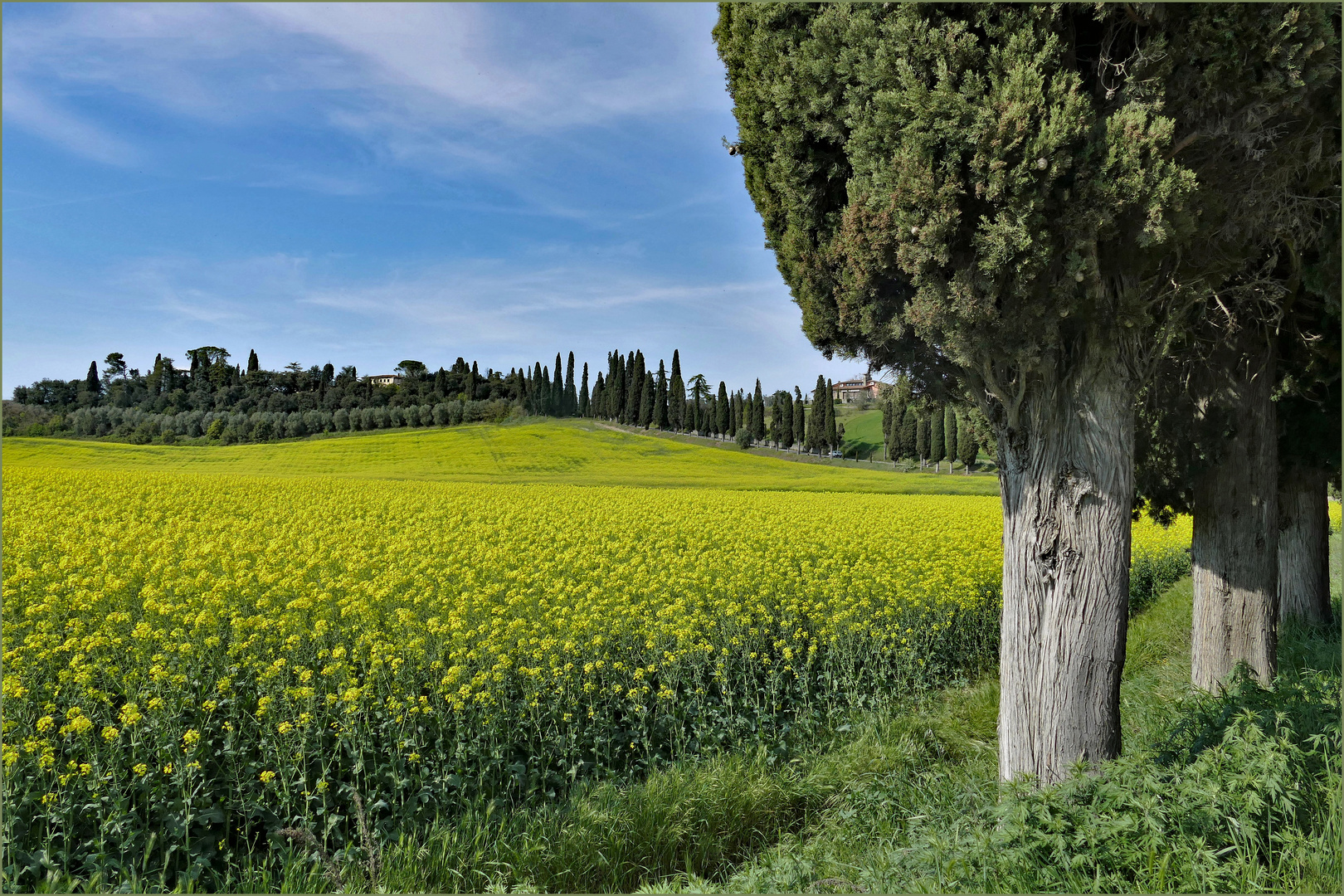 il y a aussi du colza en toscane....