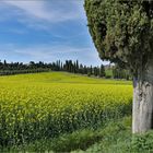 il y a aussi du colza en toscane....