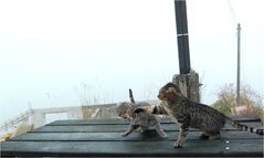 *il y a bagarre sur le chantier !! *