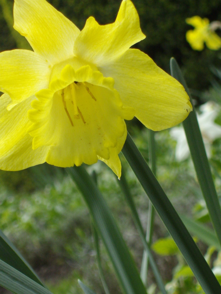 il y a des fleurs qui n'ont pas de senteur hormis celle du bonheur