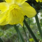 il y a des fleurs qui n'ont pas de senteur hormis celle du bonheur