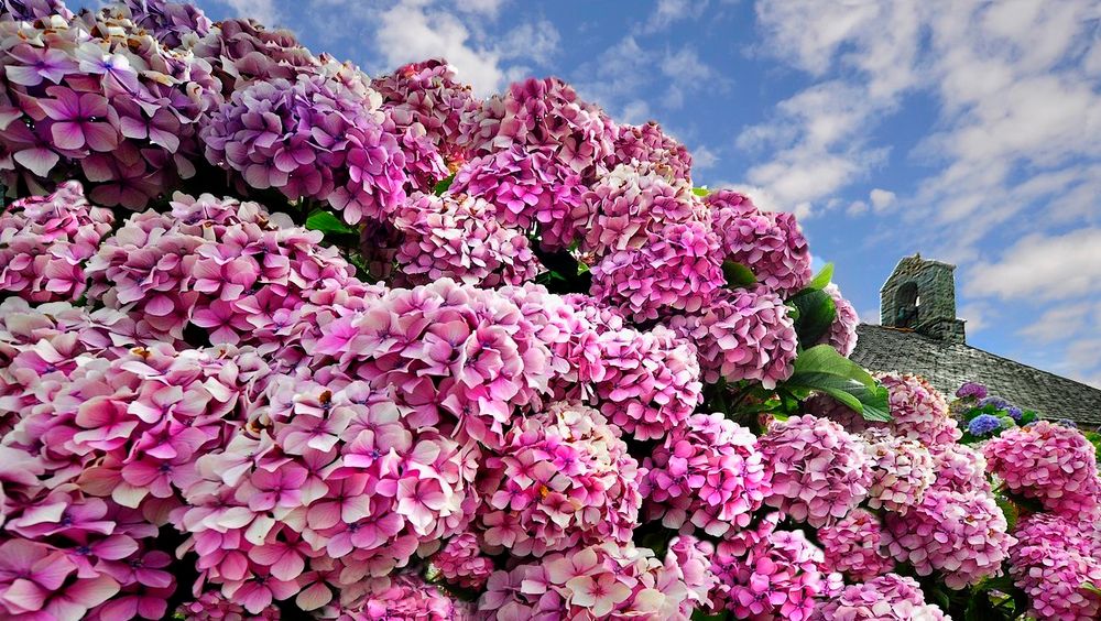 il-y-a-des-hortensias